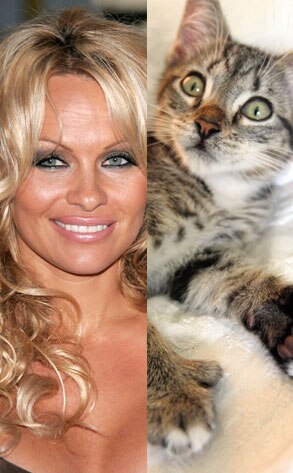 Pamela Anderson, Kitten