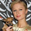 Paris Hilton