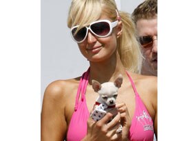 Paris Hilton, dog