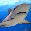 Sharkwater
