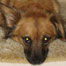 Margo the dog