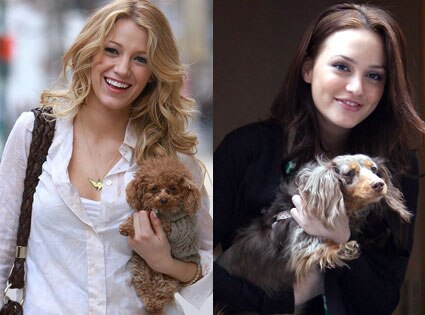 blake lively puppy