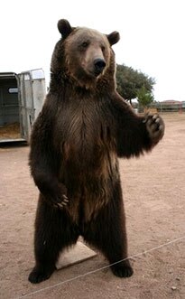 Rocky the Grizzly Bear