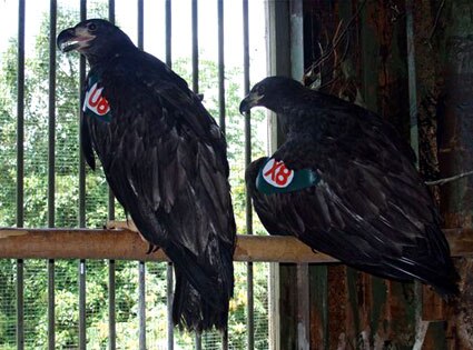 The Miley Cyrus eagles: Hope & Tennessee