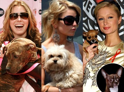 Jessica Biel, Paris Hilton, Jessica Simpson