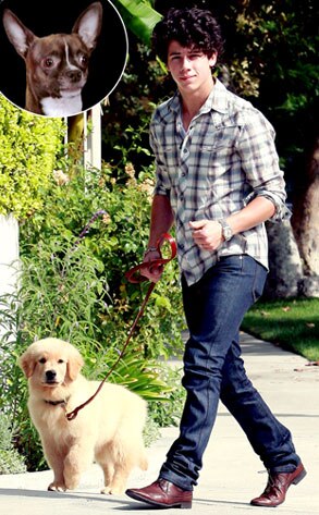 Lou the Chihuahua, Nick Jonas