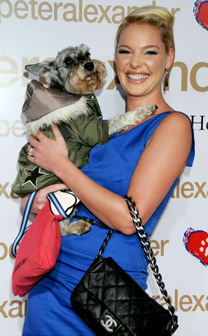 Katherine Heigl Miniature schnauzer Romeo is just one of five pups in 