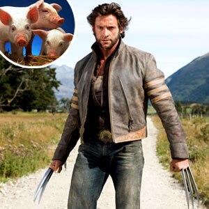 Hugh Jackman, Wolverine, Piglets