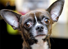 Lou the Chihuahua