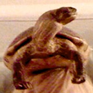 Recognize the Reveler