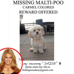 Jessica Simpson, Twitter daisy lost poster