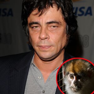 Benicio Del Toro, Monkey