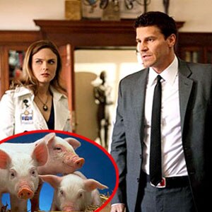 Emily Deschanel, David Boreanaz, Bones, Pigs