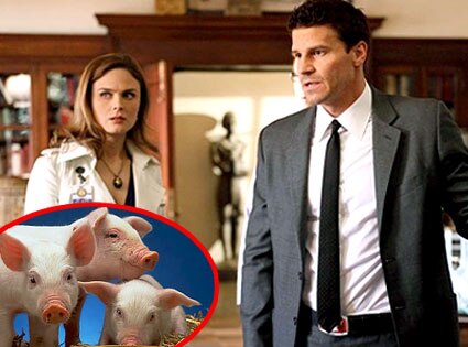 Emily Deschanel, David Boreanaz, Bones, Pigs