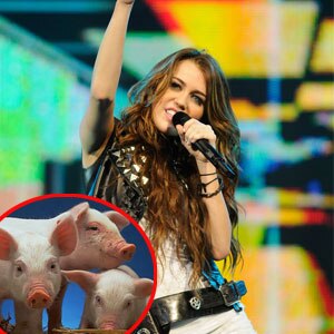 Miley Cyrus, Pigs