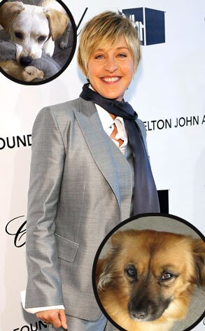 Margo Casablanca, Charlie Casablanca, Ellen Degeneres