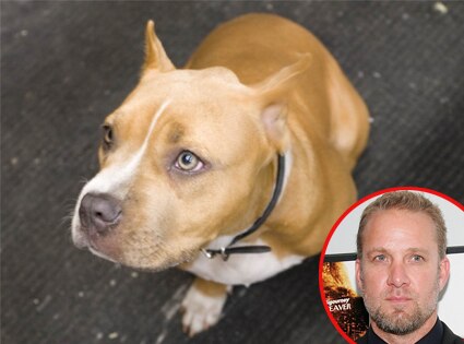 Jesse James, Cinnabun