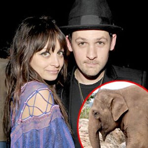 Nicole Richie, Joel Madden, Asian elephant