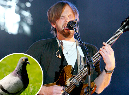 Caleb Followill, Pigeon