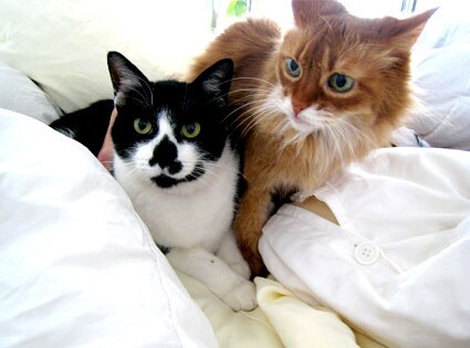 Butch and Cleo, The Cats
