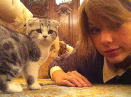Taylor Swift Kitten