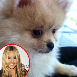 Amanda Bynes, New Puppy
