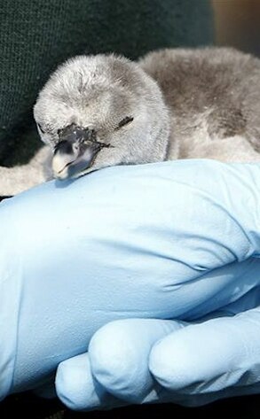 Acorn the Penguin, Princess Catherine, Prince William, Kate Middleton