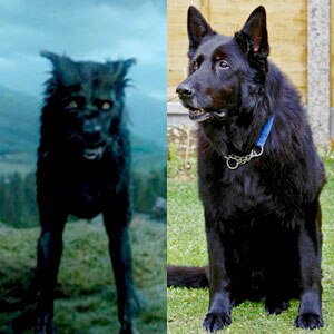 Harry Potter, Padfoot, Dog