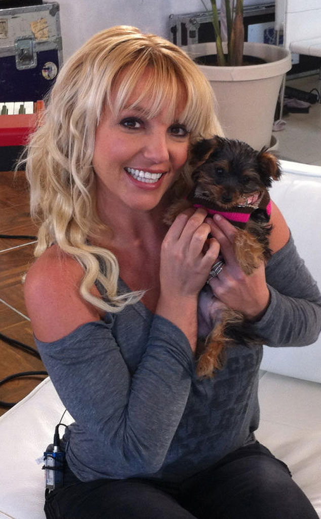 Britney Spears, Puppy, Twit Pic Britney Spears, Puppy, Twit Pic