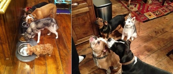 Miley Cyrus cachorro