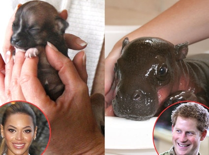Beyonce, Prince Harry, Animals