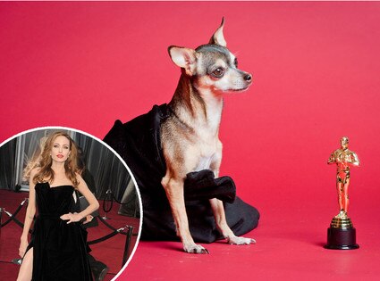 Haute Puppy, Angelina Jolie
