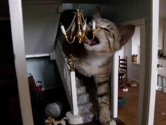 Soup Cat Dollhouse X2