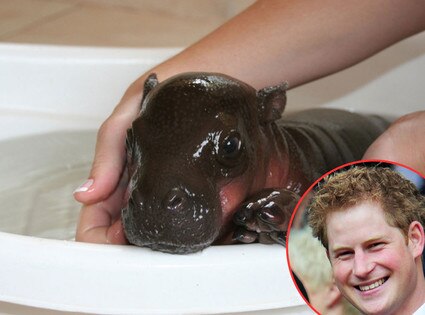 Prince Harry Hippo, Prince Harry