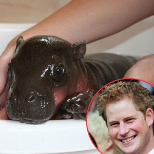 Prince Harry Hippo, Prince Harry