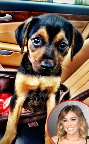 Miley Cyrus, Puppy