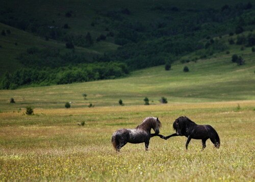 Soup Horse High Five X2