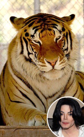 Michael Jackson, Thriller, Tiger