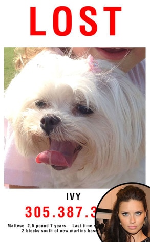 Adriana Lima, Lost Dog