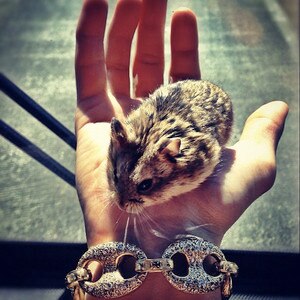 Justin Bieber, Hamster