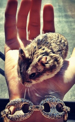 Justin Bieber, Hamster