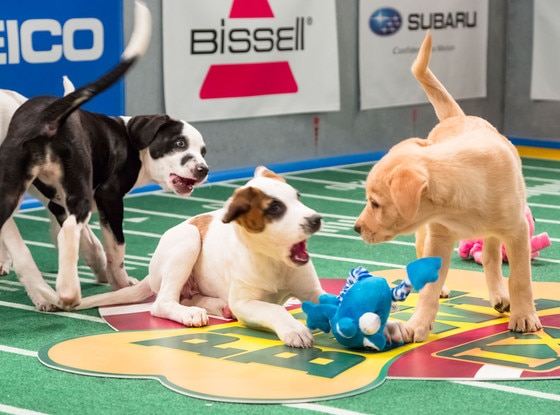 Image result for puppy bowl