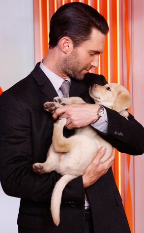 Adam Levine, Puppy Adam Levine, Puppy