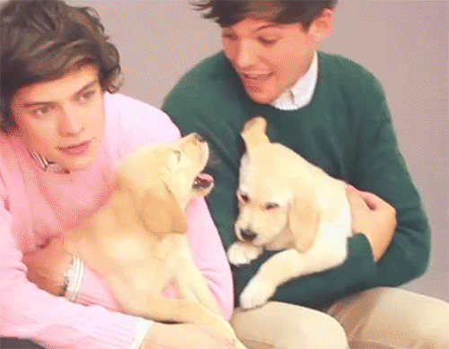Louis Tomlinson GIFs Louis Tomlinson GIFs