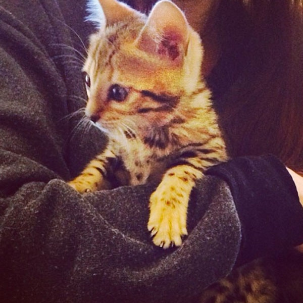 Kourtney Kardashian, Cat Kourtney Kardashian, Cat