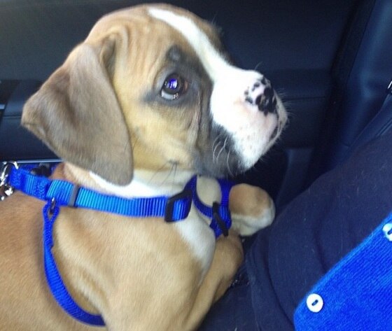 Khloe Kardashian, cachorro Khloe Kardashian, cachorro
