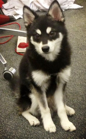 Liam Payne, Puppy, Twit Pic Liam Payne, Puppy, Twit Pic