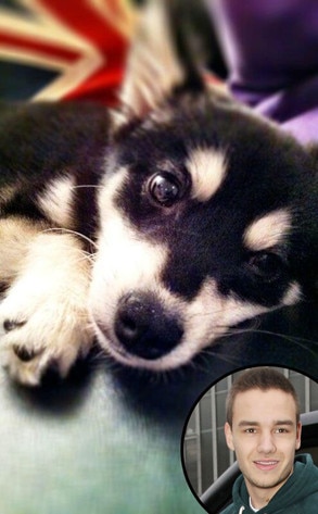 Liam Payne, Puppy, Twit Pic Liam Payne, Puppy, Twit Pic