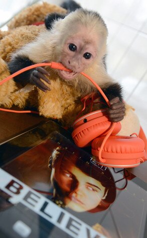Justin Bieber Monkey Mally Justin Bieber Monkey Mally