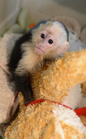 Justin Bieber, Monkey Justin Bieber, Monkey
